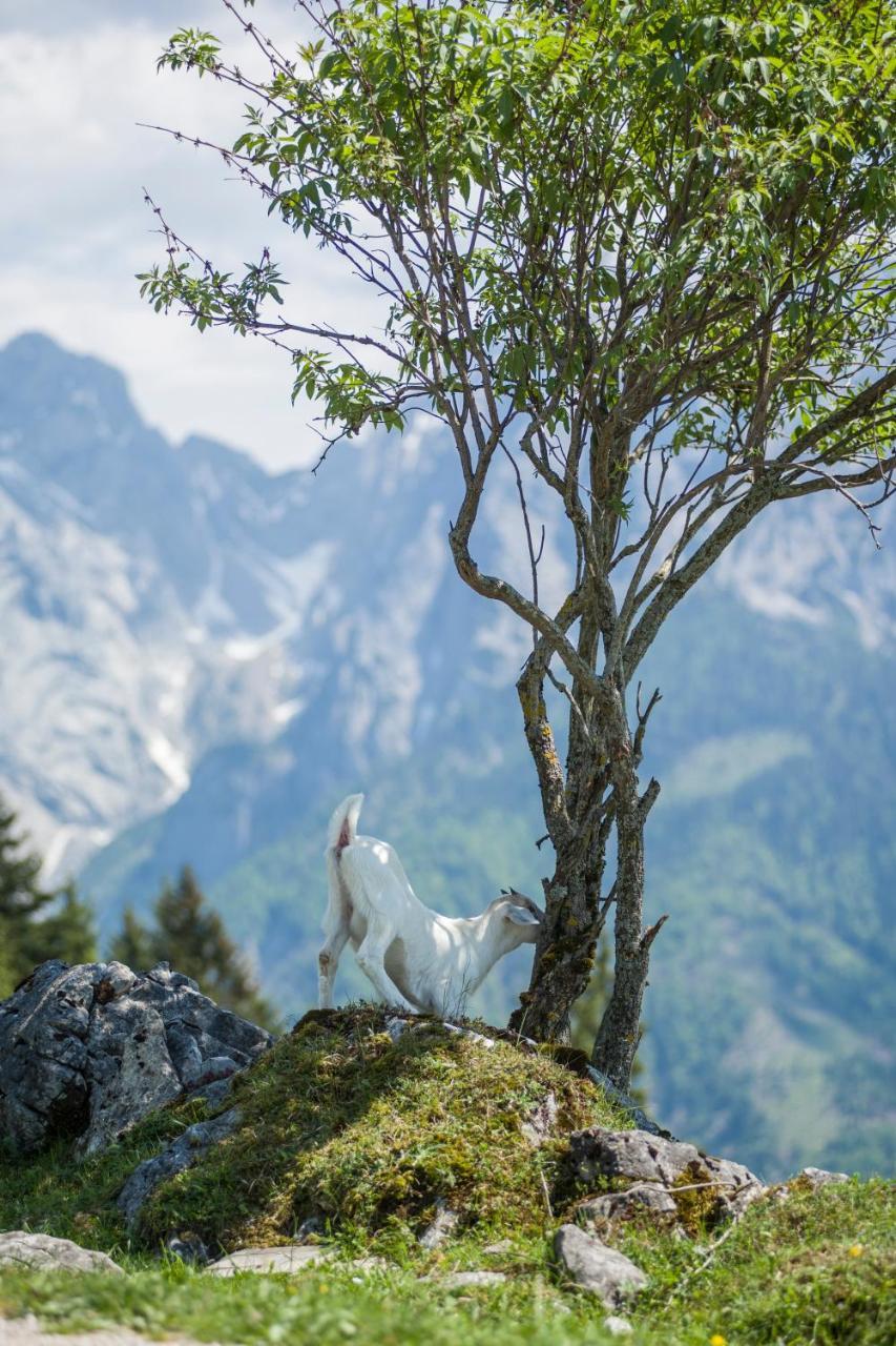 Ritzau Alm Hotel Ebbs Bagian luar foto